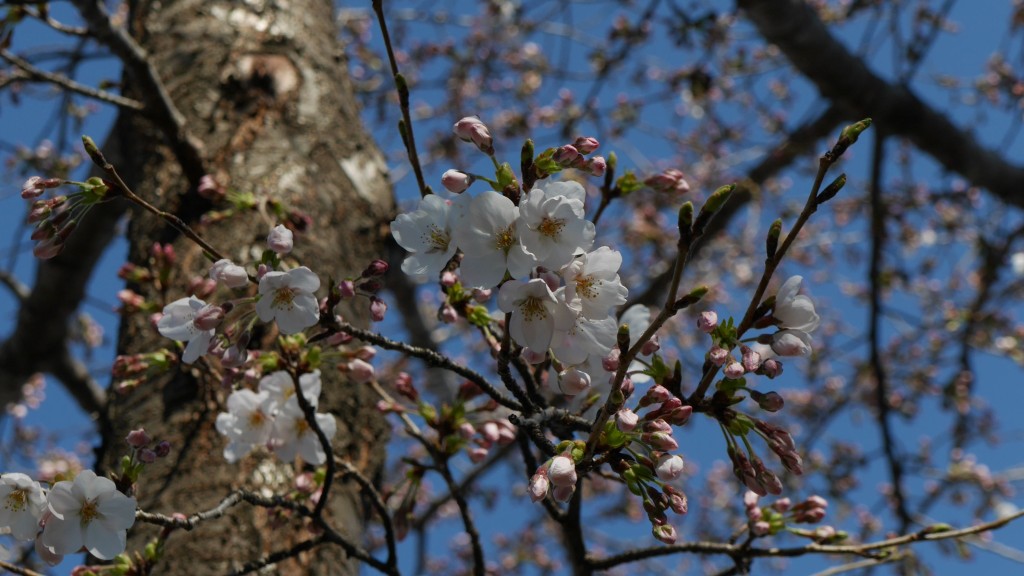 P1000476境内春梅桜